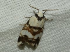 Thallarcha albicollis