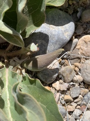 Asclepias nyctaginifolia