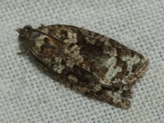 Thrincophora signigerana
