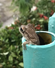 Osteopilus septentrionalis