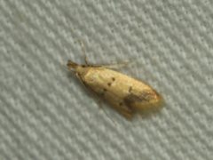 Atheropla crocea