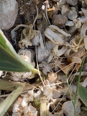 Asclepias nyctaginifolia
