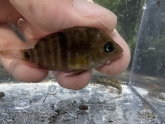 T-Bar Cichlid photo 4