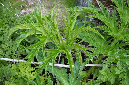 Gigantska šapika (Heracleum mantegazzianum)