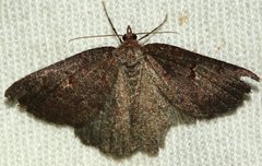 Apodasmia rufonigraria