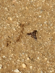 Thyridanthrax nugator