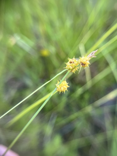 Image of Carex lutea by (c) harrier, some rights reserved (CC BY)