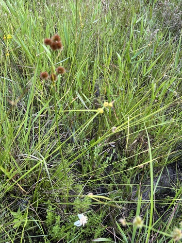 Image of Golden Sedge (Carex lutea) by (c) harrier, some rights reserved (CC BY)