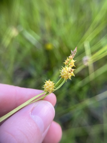 Image of Golden Sedge (Carex lutea) by (c) harrier, some rights reserved (CC BY)