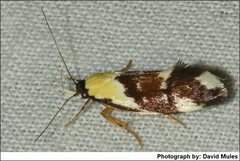 Eulechria clytophanes