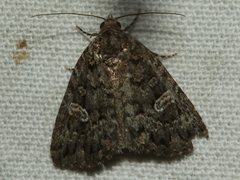 Condica aroana