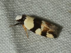 Zonopetala decisana