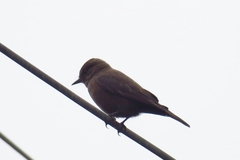 Pyrocephalus rubinus obscurus