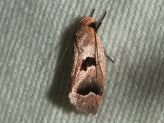 Acanthodela erythrosema