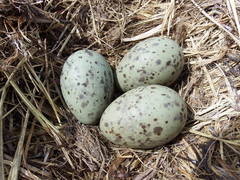 Larus argentatus image
