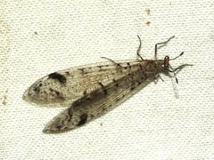 Dendroleon longipennis