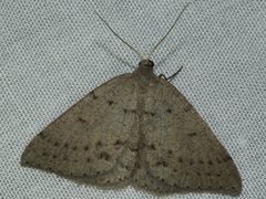 Taxeotis reserata