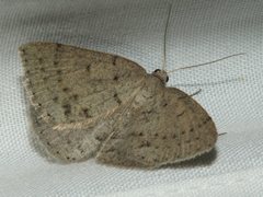 Taxeotis reserata