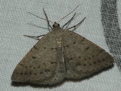 Taxeotis reserata