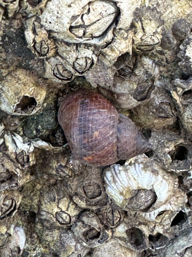 Littorina scabra observed 2024-06-22