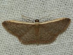 Idaea costaria