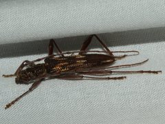 Coptocercus rubripes