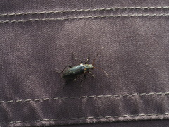 Cortodera humeralis