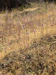Sairocarpus vexillocalyculatus