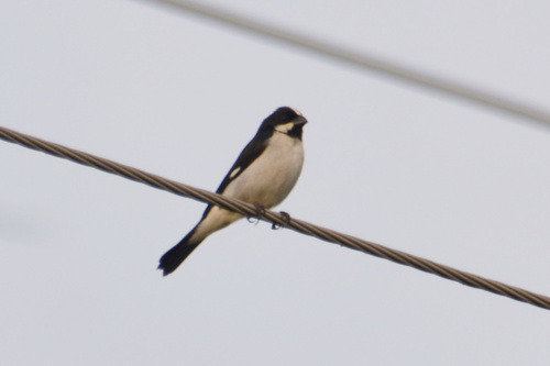 Lined Seedeater (Sporophila lineola), photo 3