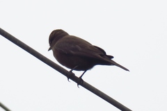 Pyrocephalus rubinus obscurus