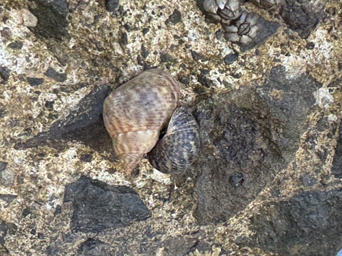 Littorina scabra observed 2024-06-22