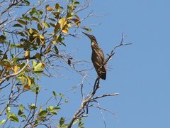 Ixobrychus flavicollis