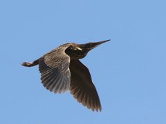 Ixobrychus flavicollis