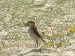 Oenanthe oenanthe