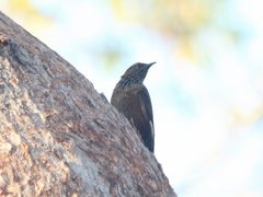 Climacteris melanurus