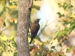 Climacteris melanurus