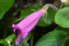 Seemannia gymnostoma, photograph (c) Tomás Carranza Perales, some rights reserved (CC BY)
