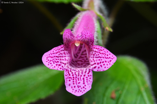 Seemannia gymnostoma, photograph 4