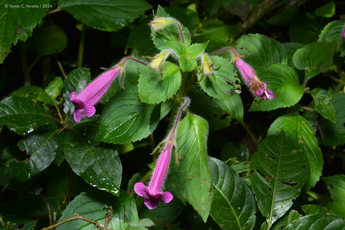Seemannia gymnostoma