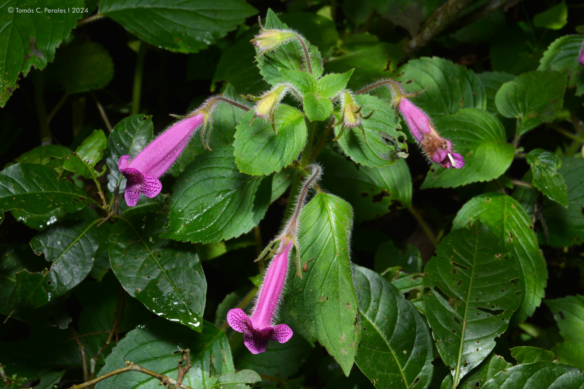 Seemannia gymnostoma