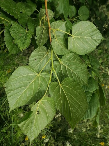 Didžialapė liepa nuotrauka