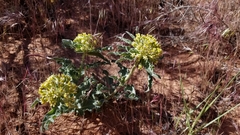 Asclepias macrosperma