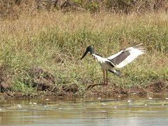 Ephippiorhynchus asiaticus australis