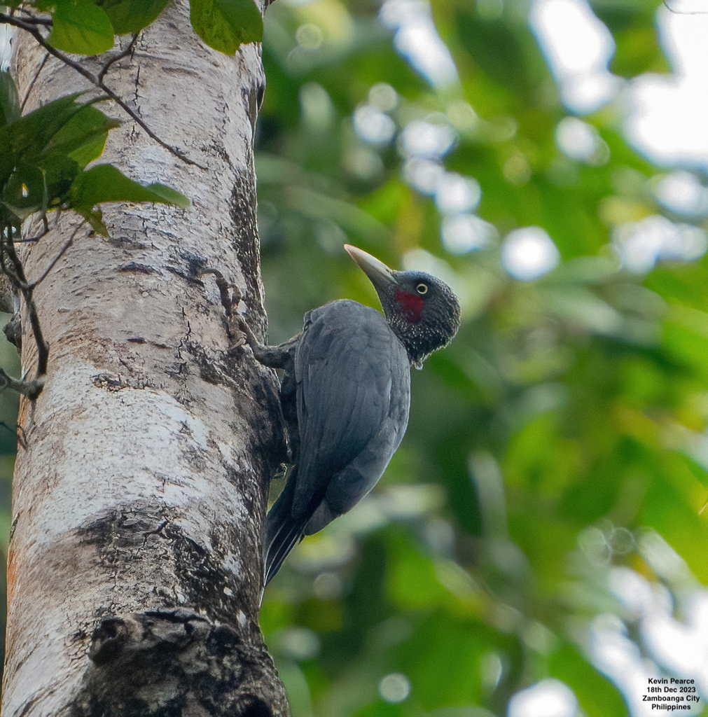 Southern Sooty-Woodpecker (Mulleripicus fuliginosus) photo