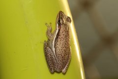 Litoria bicolor