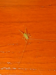 Meconema