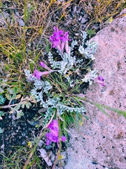 Astragalus utahensis