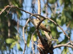 Chrysococcyx minutillus