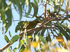 Oriolus flavocinctus