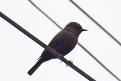 Pyrocephalus rubinus obscurus